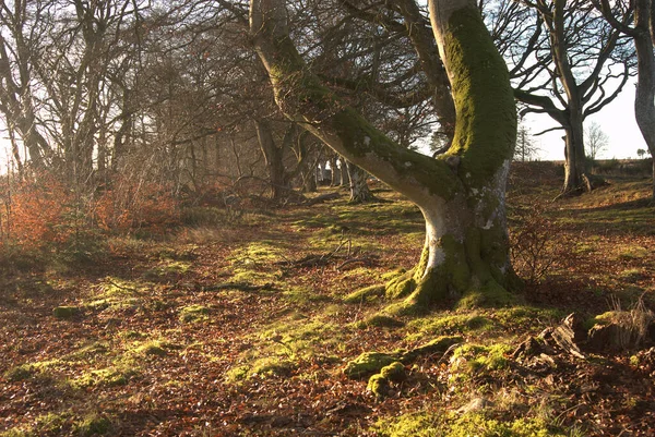 Régi Erdők Megtekintése Greenlaw Közelében Skót Határok Télen — Stock Fotó
