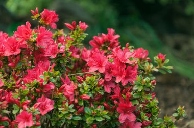 Kırmızı çiçek açan rhododendron japonicum. Yakın plan fotoğraf..