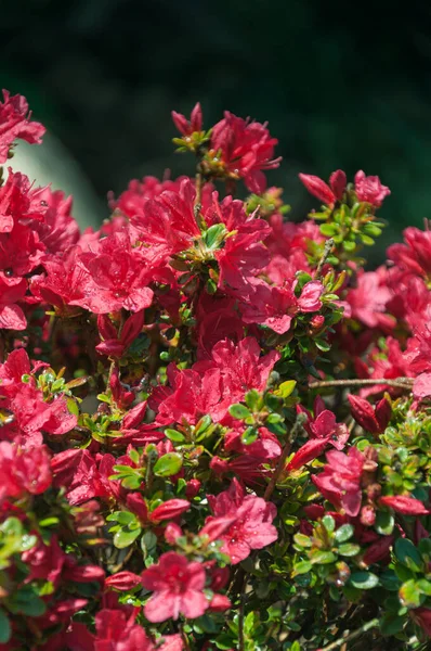 Kvetoucí Červené Květy Rododendronu Japonicum Detailní Fotografie — Stock fotografie