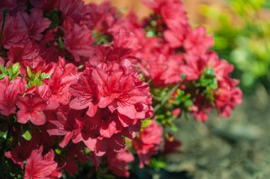 Kırmızı çiçek açan rhododendron japonicum. Yakın plan fotoğraf..