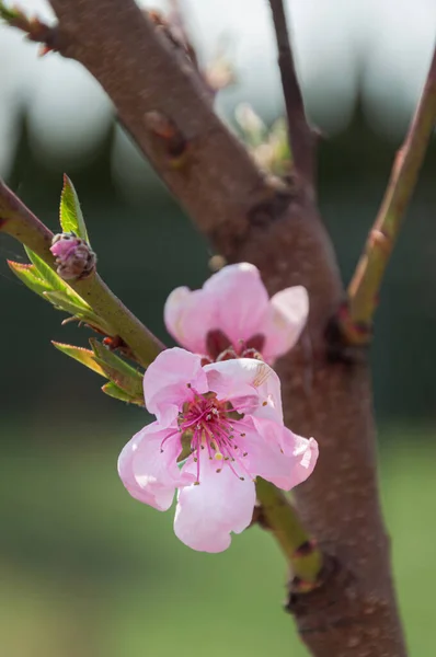Güzel açan pembe şeftali çiçeğinin yakın plan fotoğrafı.