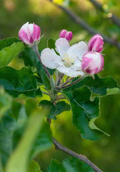 Närbild Foto Vackra Blommande Äppelblomma — Stockfoto