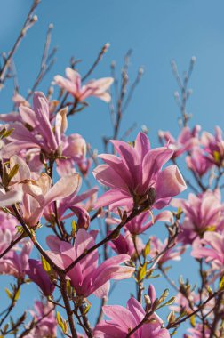 Manolya çiçeklerinin yakın plan fotoğrafı..