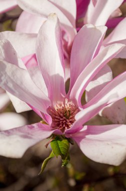 Manolya çiçeklerinin açtığı yakın plan fotoğraf. Yakın plan fotoğraf.