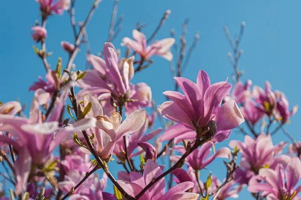 stock image Closeup photo of beautiful blooming magnolia flowers.