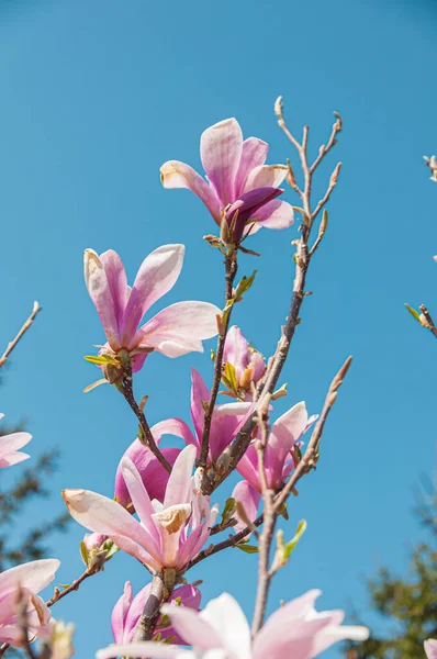 stock image Closeup photo of beautiful blooming magnolia flowers.