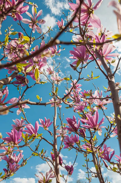 Closeup Photo Beautiful Blooming Magnolia Flowers — Stock Photo, Image