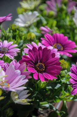 Güzel açan menekşe, afrika papatya çiçeklerinin yakın çekimi. Osteospermum.