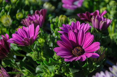 Güzel açan menekşe, afrika papatya çiçeklerinin yakın çekimi. Osteospermum.