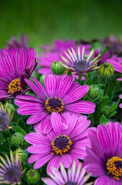 Güzel açan menekşe, afrika papatya çiçeklerinin yakın çekimi. Osteospermum.