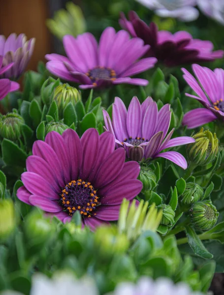 Closeup Photo Beautiful Blooming Violet African Daisy Flowers Osteospermum — Stock Photo, Image