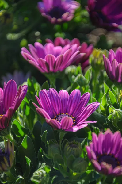 Photo Rapprochée Belles Fleurs Marguerites Africaines Violettes Fleurs Ostéosperme — Photo