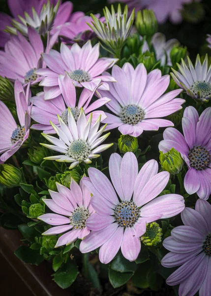 Çiçek açan güzel Afrika papatya çiçeklerinin yakın plan fotoğrafı. Osteospermum.