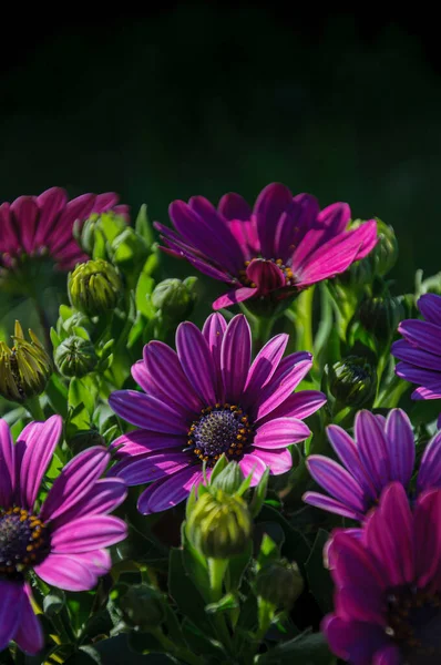 美しい紫色のアフリカのデイジーの花の写真を閉じます オステオスペルマム — ストック写真