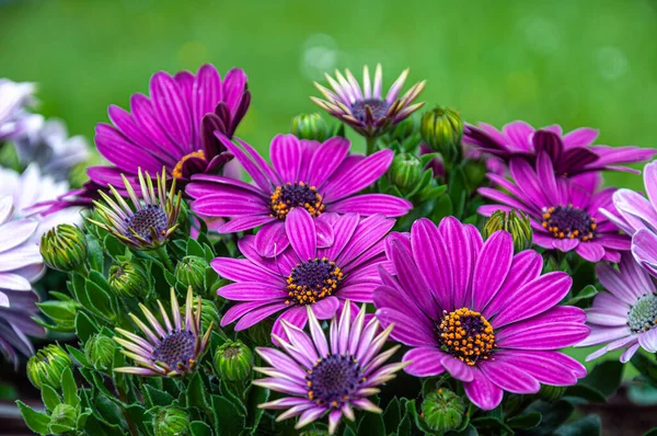 Крупный План Красивых Цветущих Фиолетовых Африканских Ромашковых Цветов Остеоспермум — стоковое фото