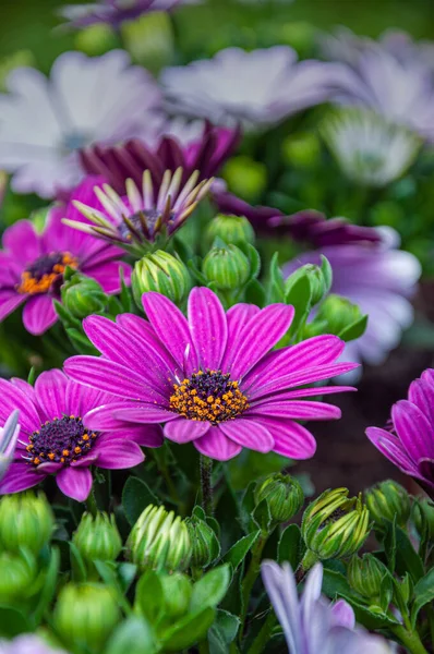Photo Rapprochée Belles Fleurs Marguerites Africaines Violettes Fleurs Ostéosperme — Photo