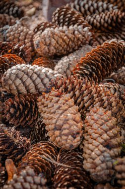 Kurumuş koni yığını. Yakın çekim..