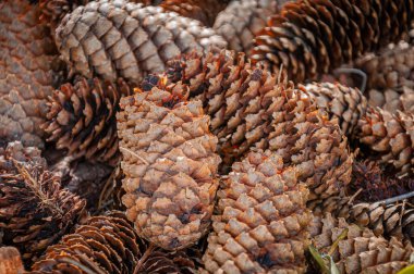 Kurumuş koni yığını. Yakın çekim..