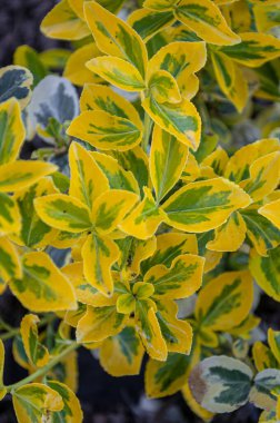 Taze ekilmiş çalı ağacı. Yakın plan çekim. Euonymus Altın Sıçraması.