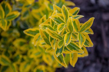 Taze ekilmiş çalı ağacı. Yakın plan çekim. Euonymus Altın Sıçraması.