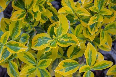 Taze ekilmiş çalı ağacı. Yakın plan çekim. Euonymus Altın Sıçraması.