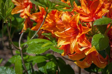 Açelya açelyasının çiçek açması gibi. Yakın plan fotoğraf..