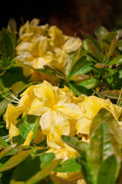 Çiçekler açan rhododendron Anneke sarı açelya. Yakın plan fotoğraf..