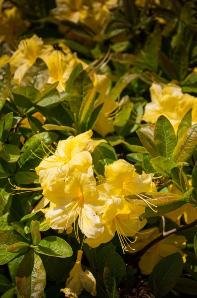 Flores Florecientes Rododendro Anneke Azalea Amarilla Foto Primer Plano —  Fotos de Stock