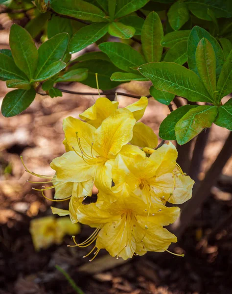 stock image Blooming flowers of rhododendron anneke yellow azalea. Closeup photo.