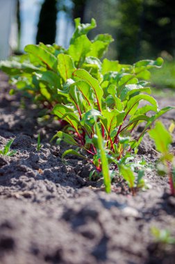 Tarlada yetişen taze pancarlar. Yakın plan fotoğraf..