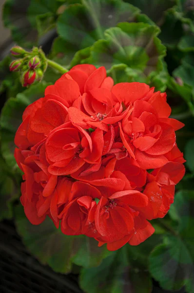 Närbild Foto Vackra Blommande Röda Geranium Blommor — Stockfoto
