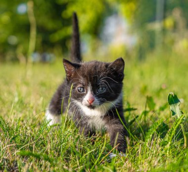 Şirin ve küçük siyah beyaz kedi yavrusu çimenlerde yürüyor.