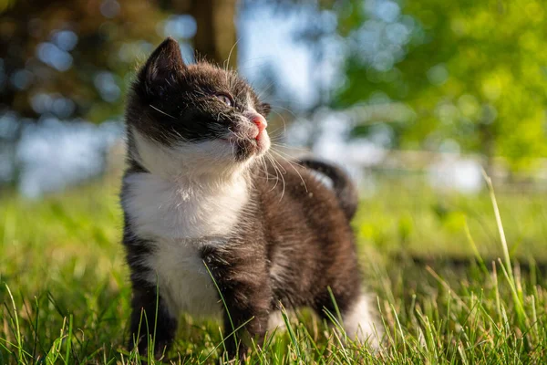Carino Piccolo Gattino Bianco Nero Che Cammina Nell Erba — Foto Stock