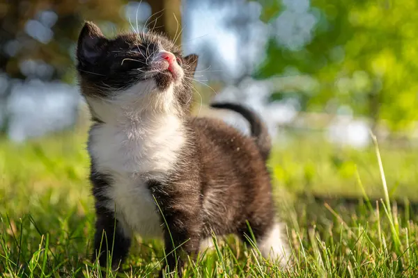 귀엽고 고양이 잔디에서 — 스톡 사진