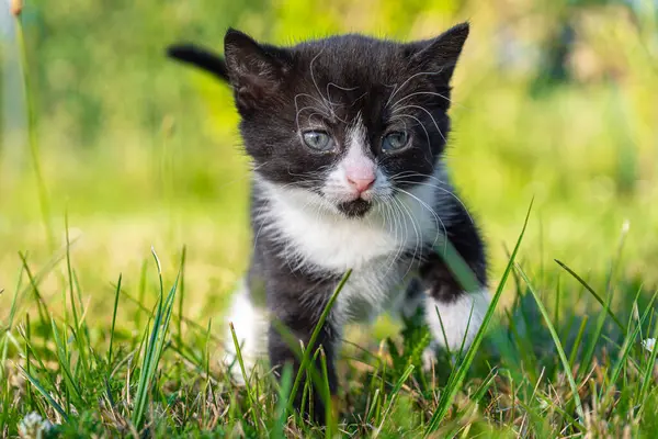 귀엽고 고양이 잔디에서 — 스톡 사진
