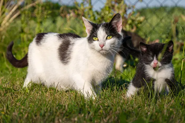 귀엽고 고양이 어머니와 잔디에서 — 스톡 사진