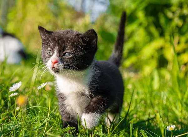 Cute Small Black White Kitten Walking Grass — Stock Photo, Image