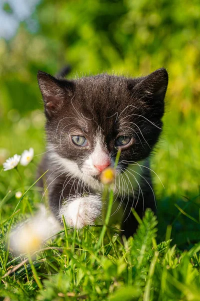 可爱的黑白相间的小猫咪在草地上散步 — 图库照片