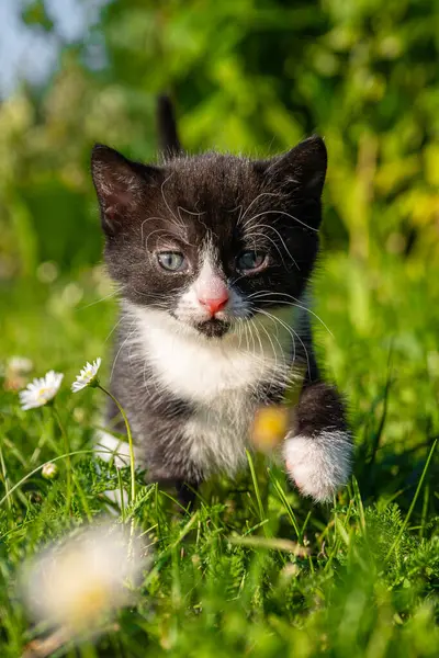 Şirin ve küçük siyah beyaz kedi yavrusu çimenlerde yürüyor.