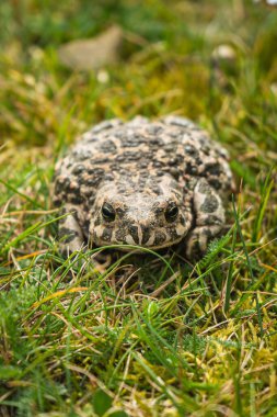 Closeup photo od a green toad Bufotes viridis. Beautiful amphibian walking through the wet grass. clipart