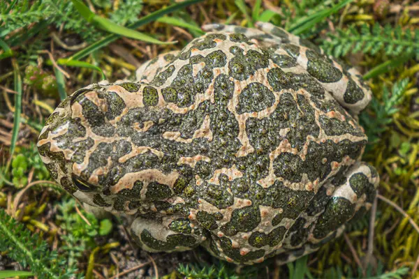 Yakından Bakınca Bufotes Viridis Yeşil Kurbağası Görünüyor Islak Çimlerin Üzerinde — Stok fotoğraf
