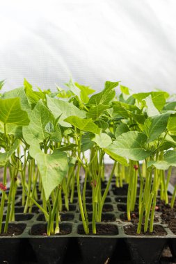 Serada yetişen taze fasulye fideleri. Yakın plan fotoğraf..