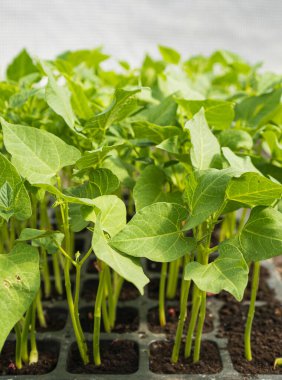 Serada yetişen taze fasulye fideleri. Yakın plan fotoğraf..