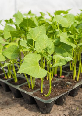 Serada yetişen taze fasulye fideleri. Yakın plan fotoğraf..