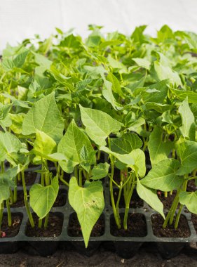 Serada yetişen taze fasulye fideleri. Yakın plan fotoğraf..