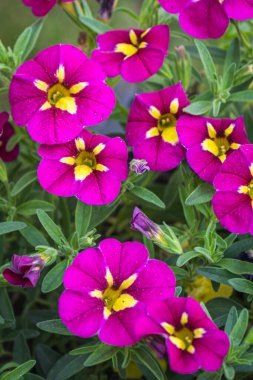 Güzel çiçek açan petunya çiçeklerinin yakın plan fotoğrafı.