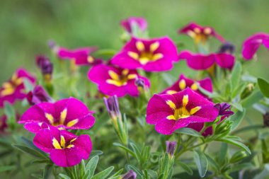 Güzel çiçek açan petunya çiçeklerinin yakın plan fotoğrafı.