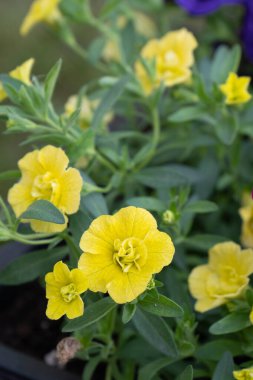 Güzel çiçek açan petunya çiçeklerinin yakın plan fotoğrafı.