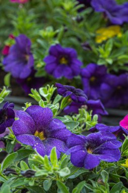 Güzel çiçek açan petunya çiçeklerinin yakın plan fotoğrafı.