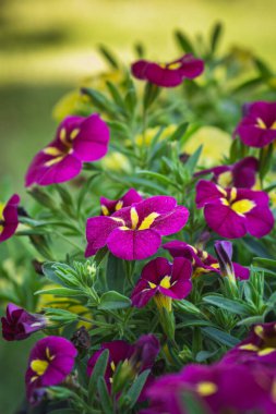 Güzel çiçek açan petunya çiçeklerinin yakın plan fotoğrafı.